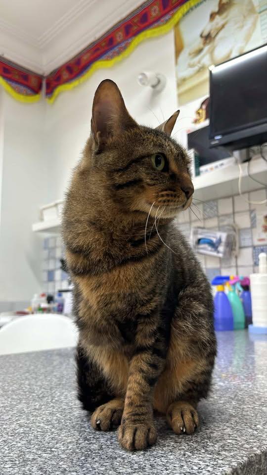 Enlarge Penny - tripawd!, a ADOPTABLE mixed breed in North York, ON image 4/5