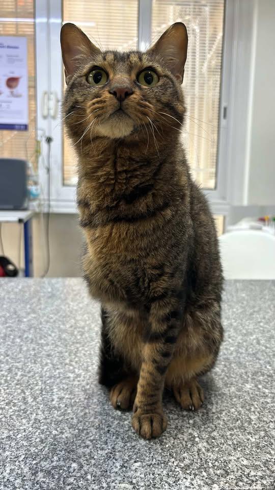 Enlarge Penny - tripawd!, a ADOPTABLE mixed breed in North York, ON image 1/5