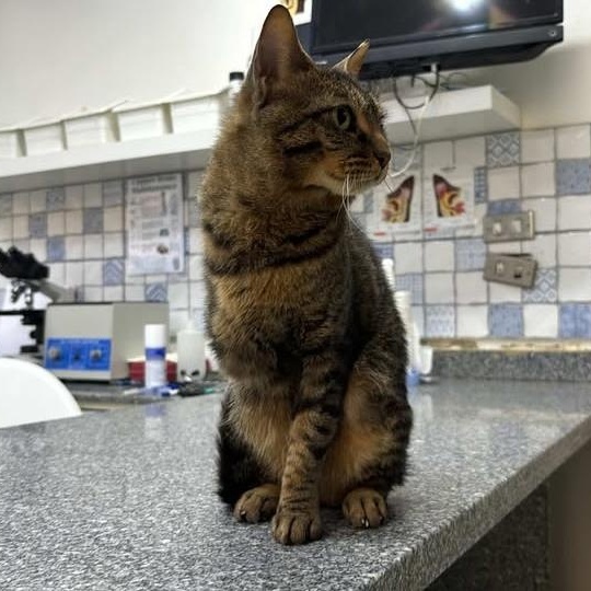 Enlarge Penny - tripawd!, a ADOPTABLE mixed breed in North York, ON image 2/5