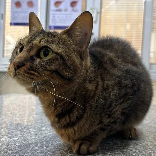 Enlarge Penny - tripawd!, a ADOPTABLE mixed breed in North York, ON image 3/5