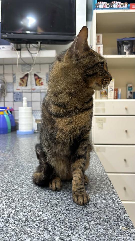 Enlarge Penny - tripawd!, a ADOPTABLE mixed breed in North York, ON image 5/5