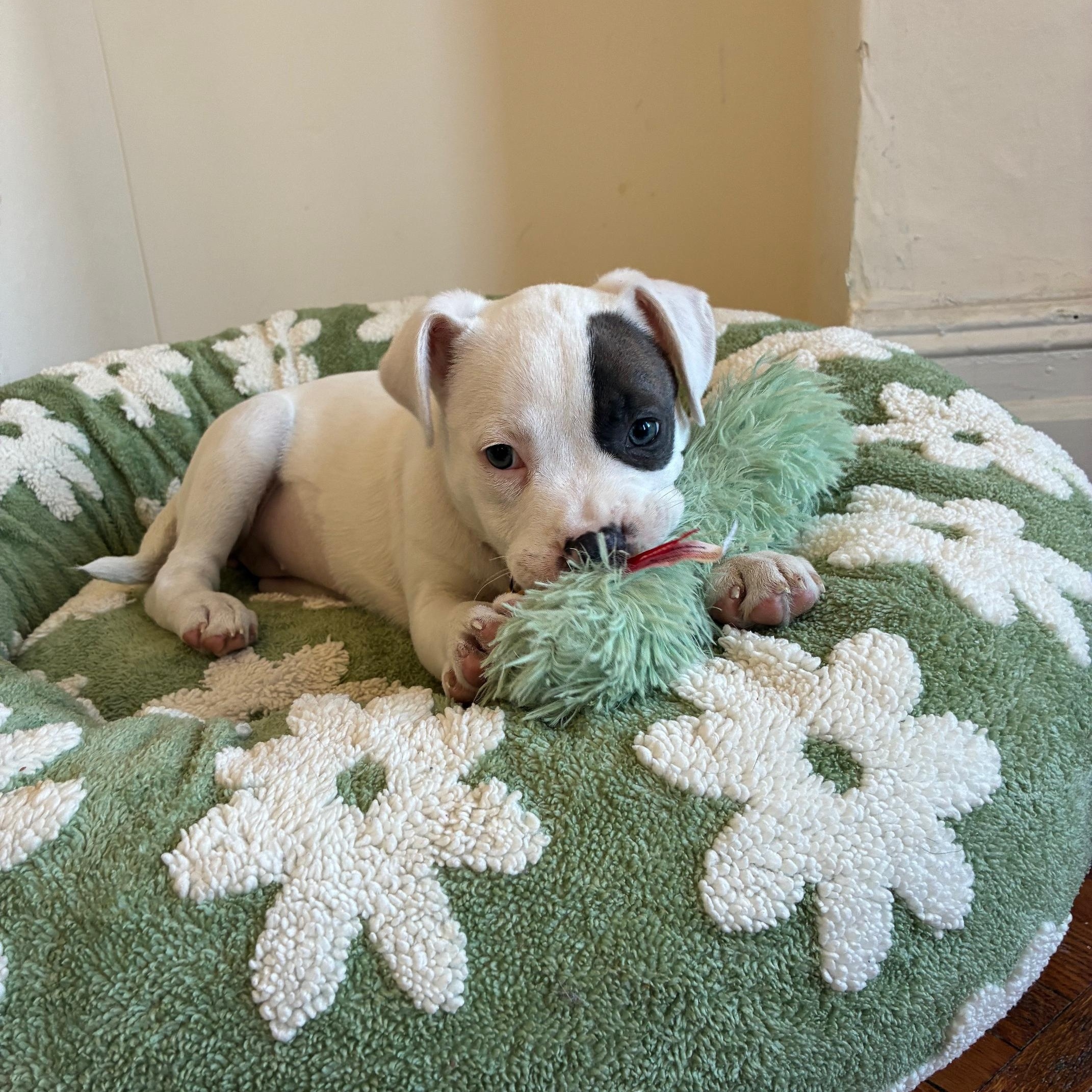 Enlarge Emilia, an adopted mixed breed in New York, NY image 4/4