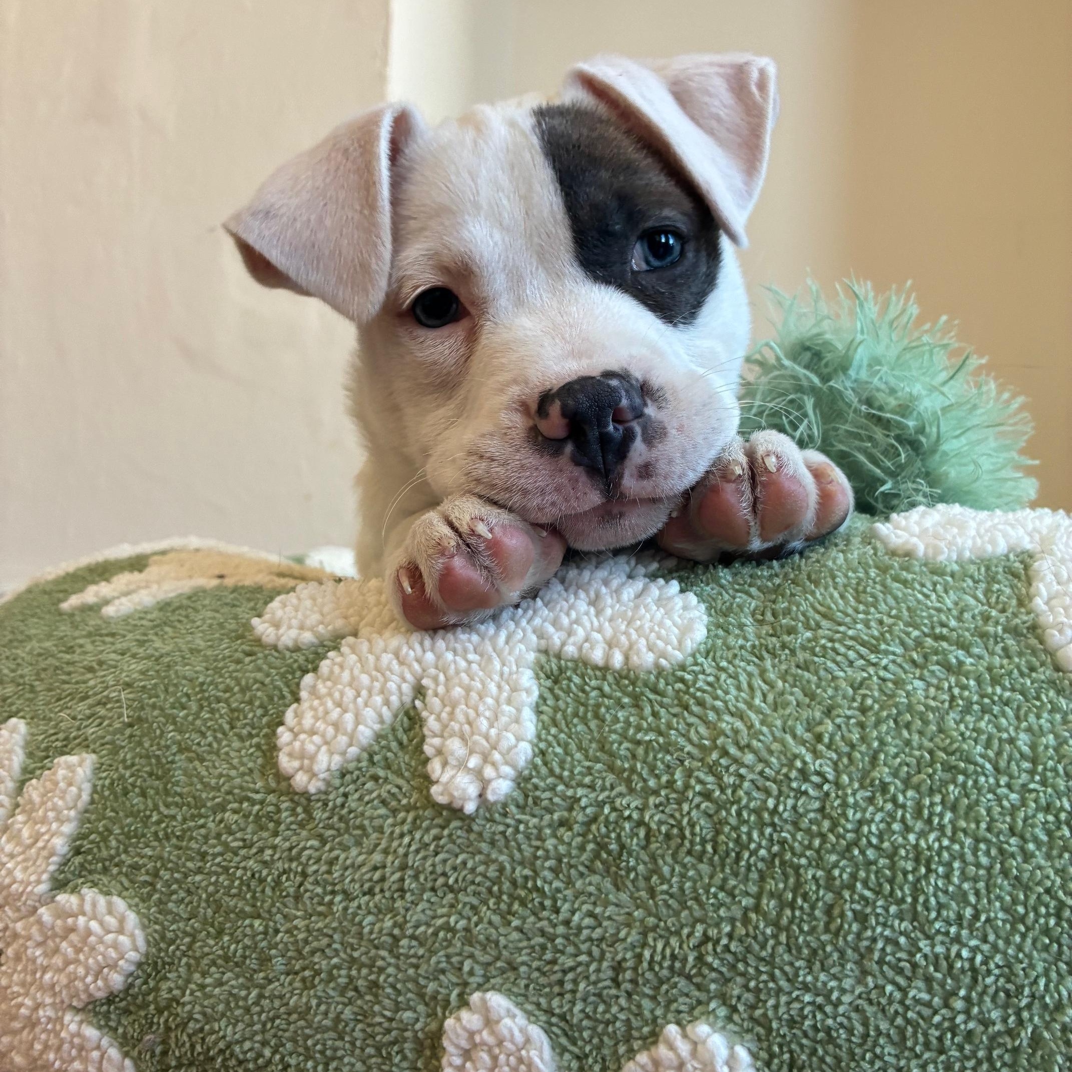 Enlarge Emilia, an adopted mixed breed in New York, NY image 1/4