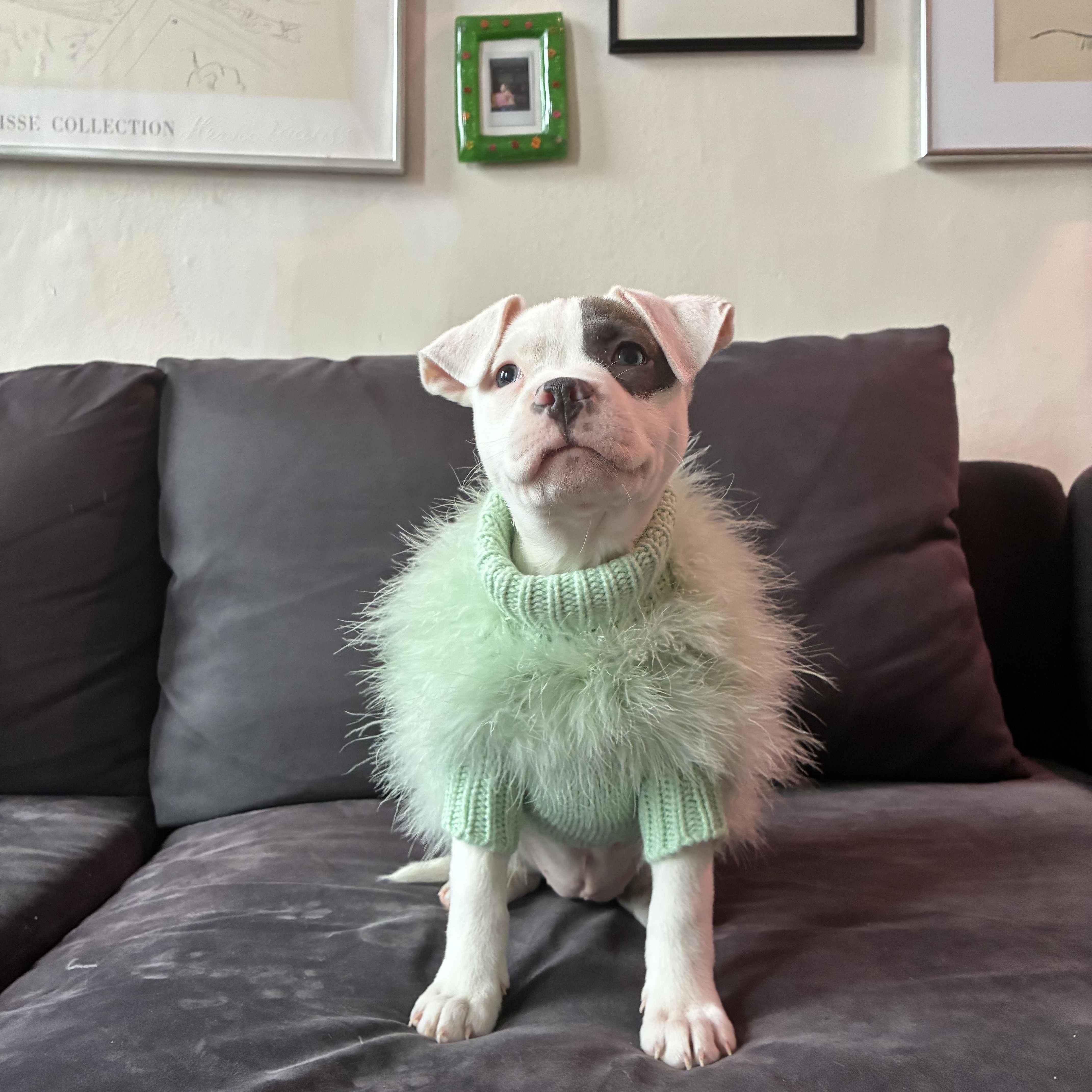 Enlarge Emilia, an adopted mixed breed in New York, NY image 2/4