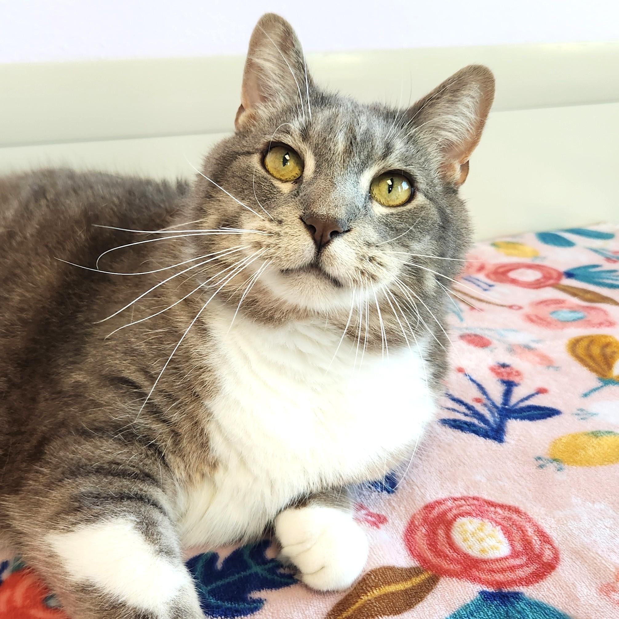 Enlarge Percival, a Adoptable Domestic Short Hair in Marshfield, WI image 1/6