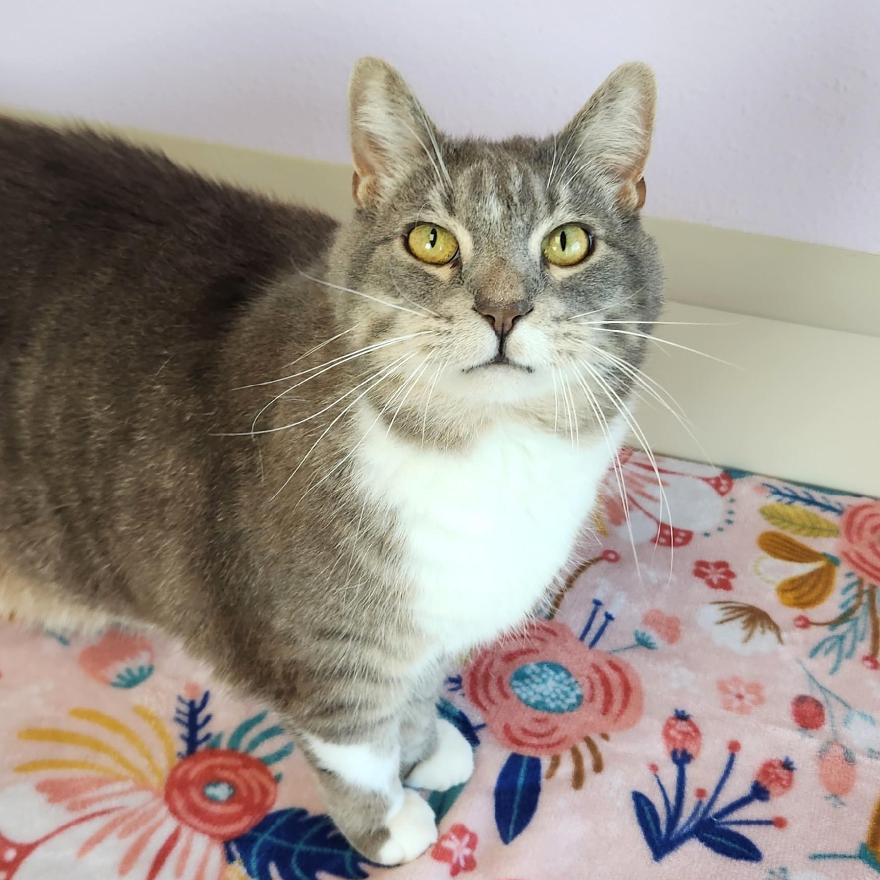Enlarge Percival, a Adoptable Domestic Short Hair in Marshfield, WI image 2/6