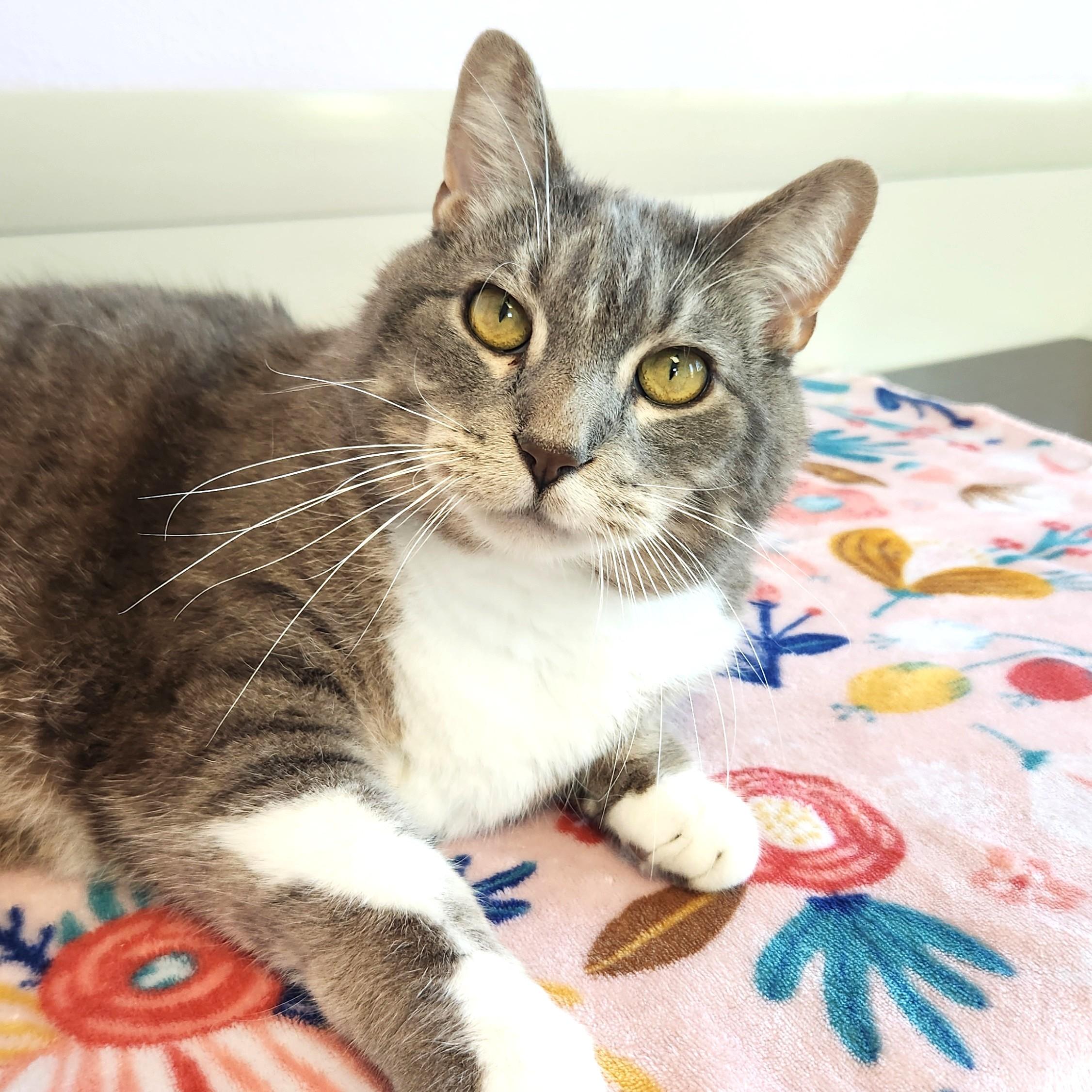 Enlarge Percival, a Adoptable Domestic Short Hair in Marshfield, WI image 5/6