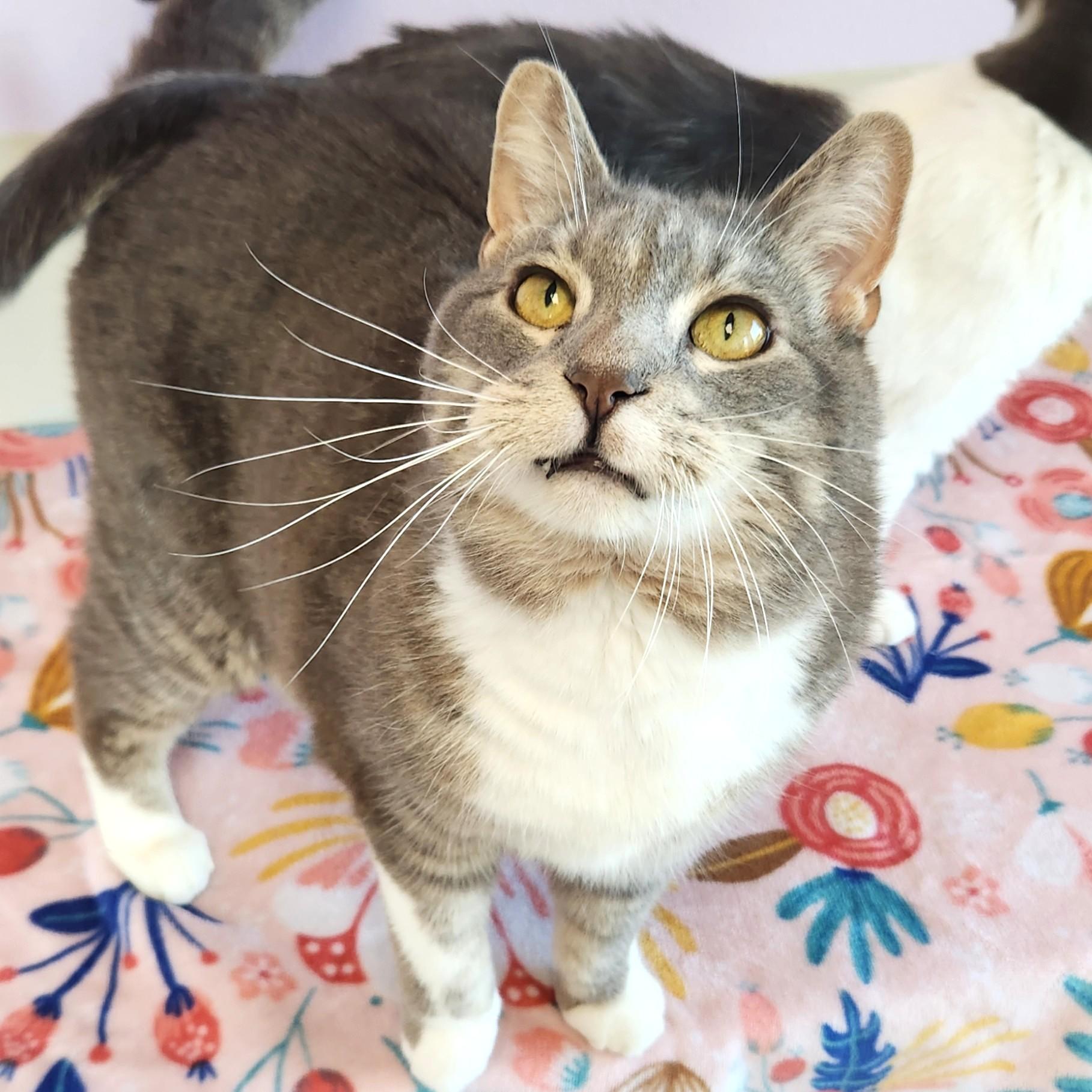 Enlarge Percival, a Adoptable Domestic Short Hair in Marshfield, WI image 4/6