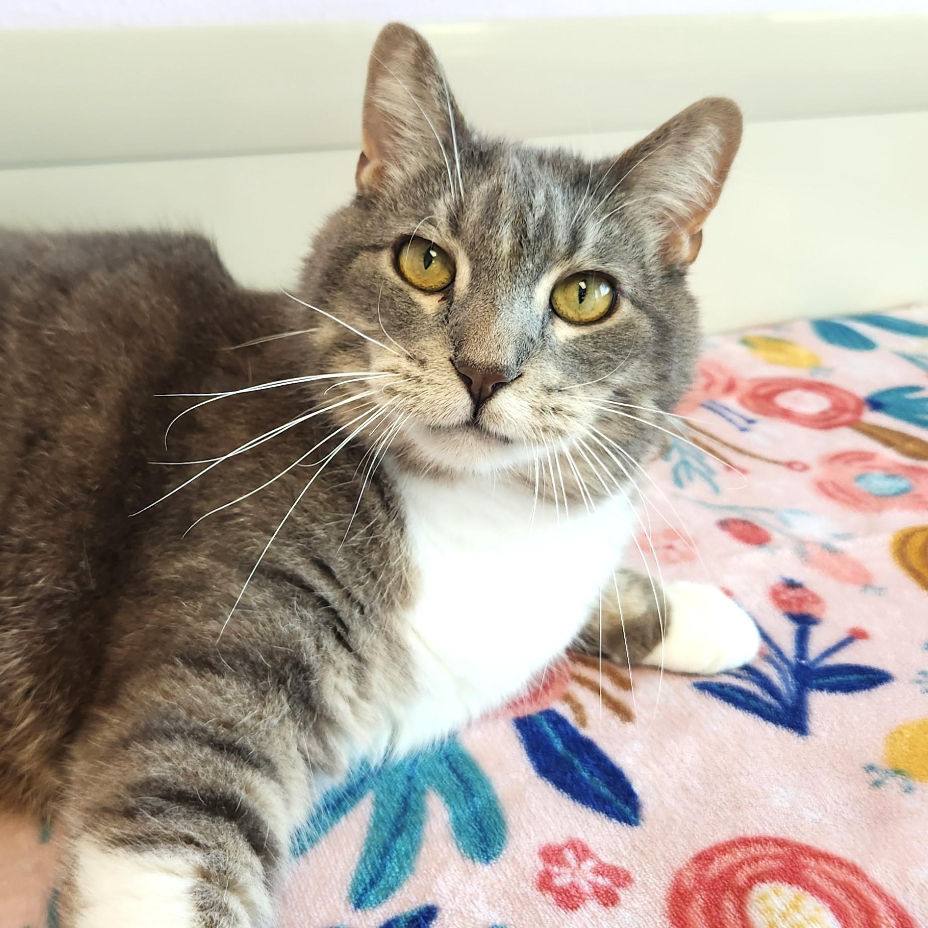 Enlarge Percival, a Adoptable Domestic Short Hair in Marshfield, WI image 3/6