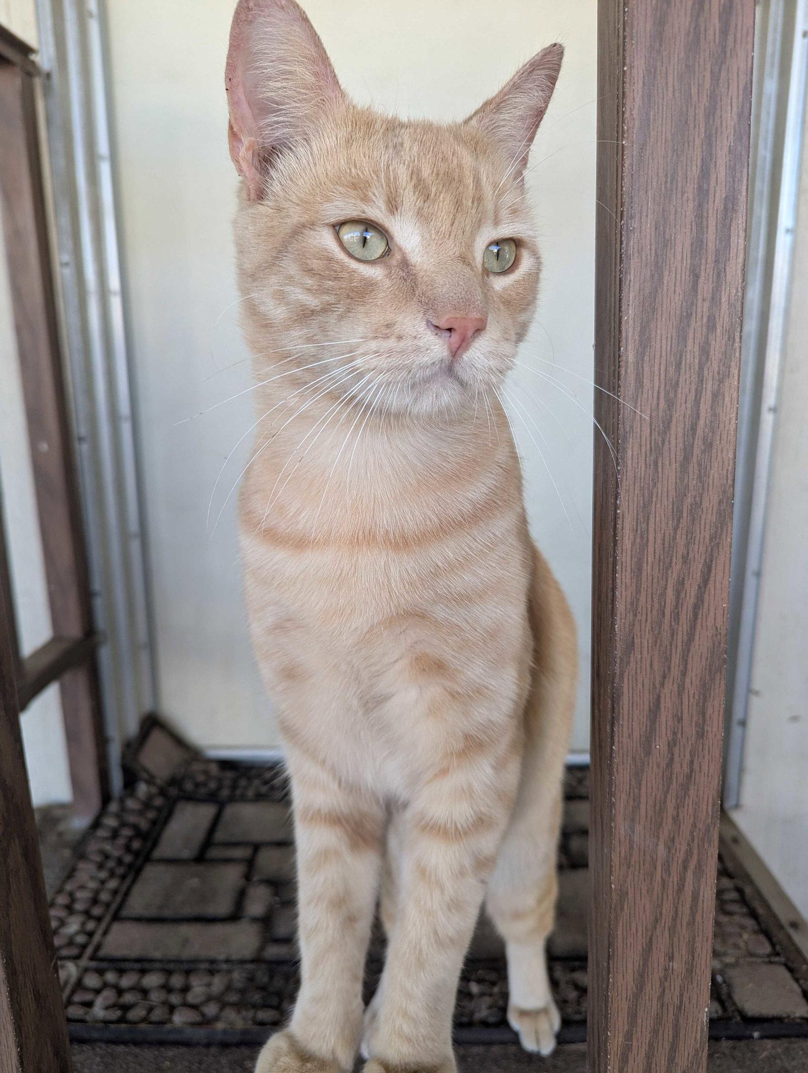 Enlarge Buddy 2, a Adoptable Domestic Short Hair in Riverside, CA image 1/1