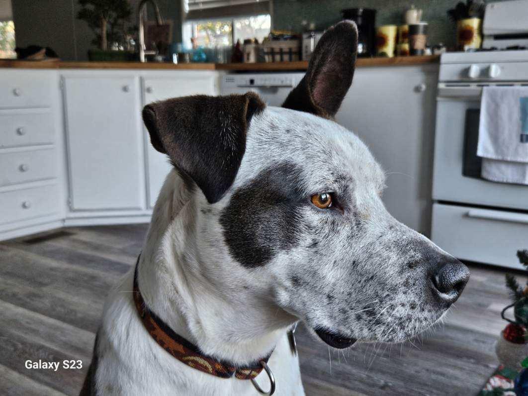 Enlarge Snickers 0224, an adoptable mixed breed in Sonora, CA image 3/6