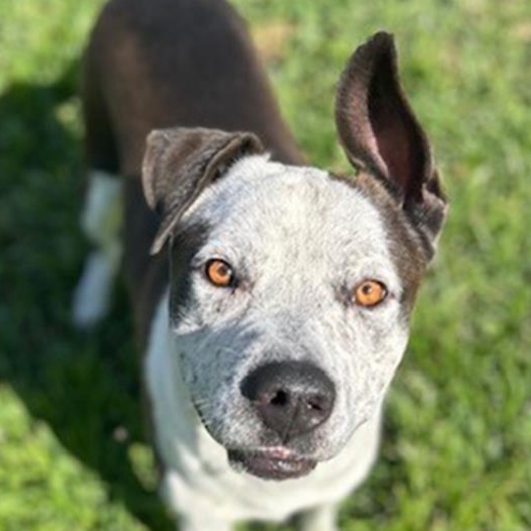Snickers, an adoptable Pit Bull Terrier in Sonora, CA, 95370 | Photo Image 3