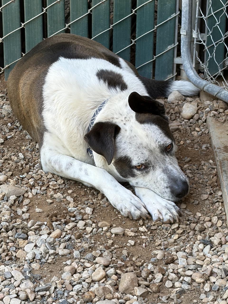 Enlarge Snickers 0224, an adoptable mixed breed in Sonora, CA image 6/6