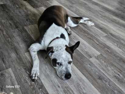 Snickers, an adoptable Pit Bull Terrier in Sonora, CA, 95370 | Photo Image 5