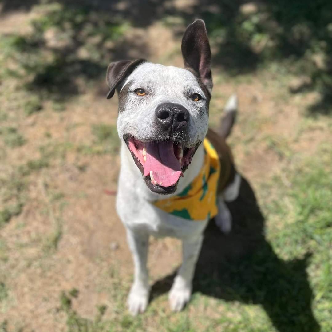 Snickers, Adult Male Pit Bull Terrier