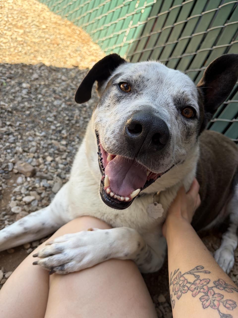 Enlarge Snickers 0224, an adoptable mixed breed in Sonora, CA image 4/6