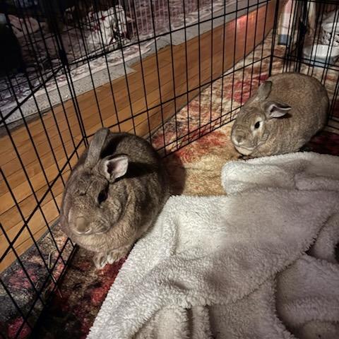 Frolic--In Foster, Adoptable, Young Female New Zealand.