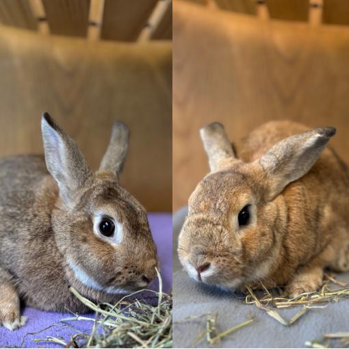 Enlarge Frolic--In Foster, a Adoptable New Zealand in Fargo, ND image 2/3