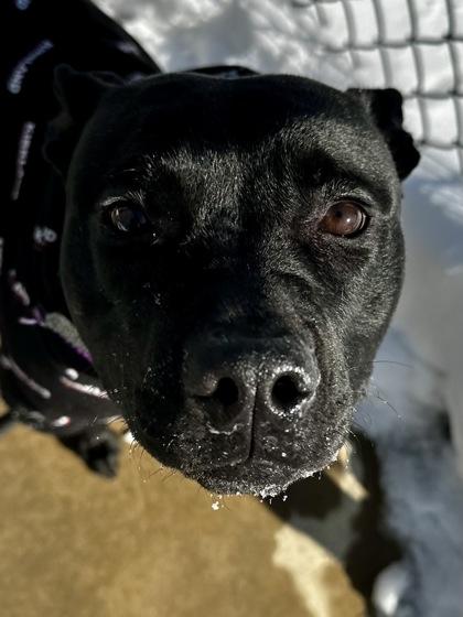 Tina, a Adoptable mixed breed in Wichita, KS image 3/3