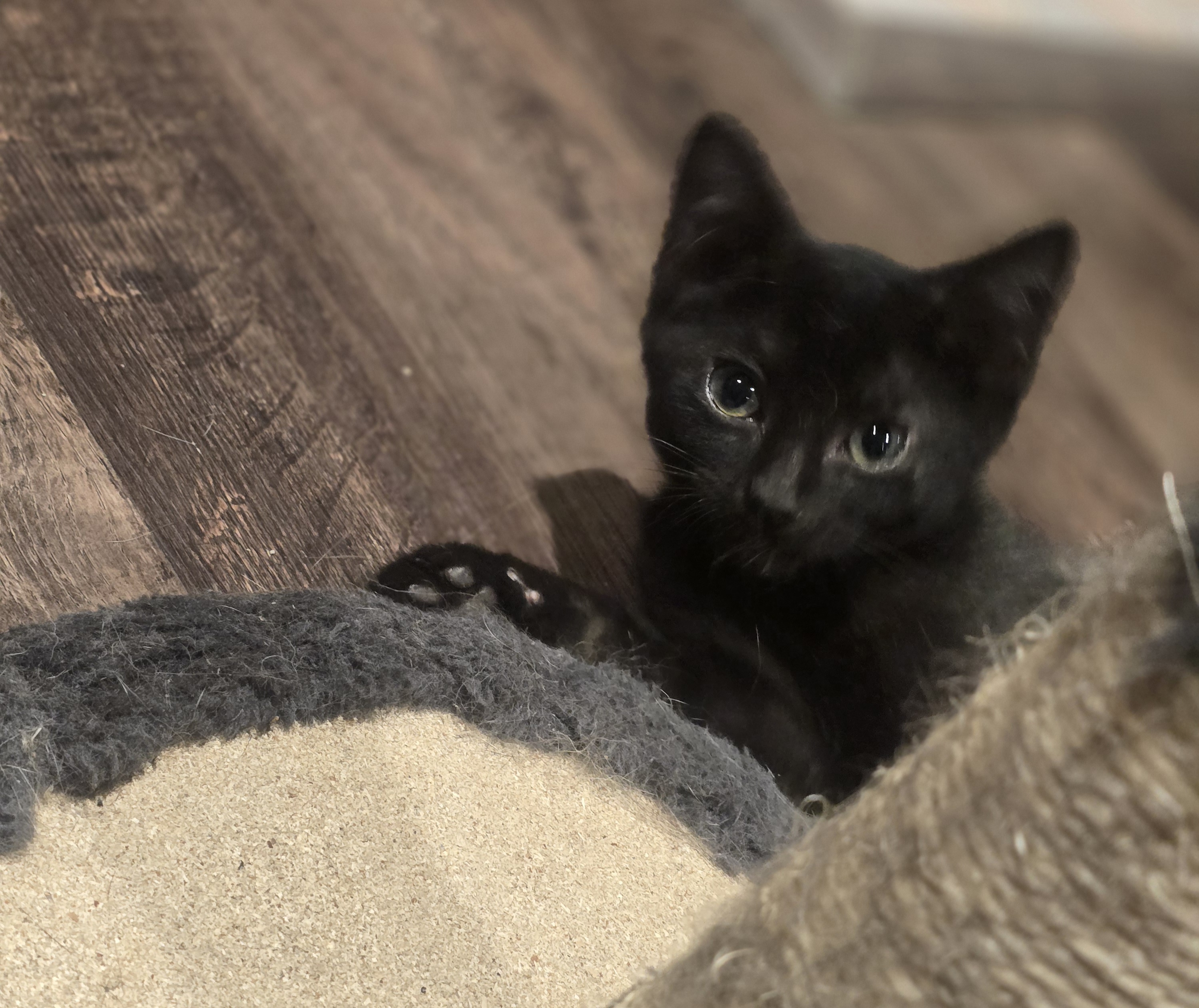 Enlarge Little B, a Adoptable Domestic Short Hair in Staten Island, NY image 1/4