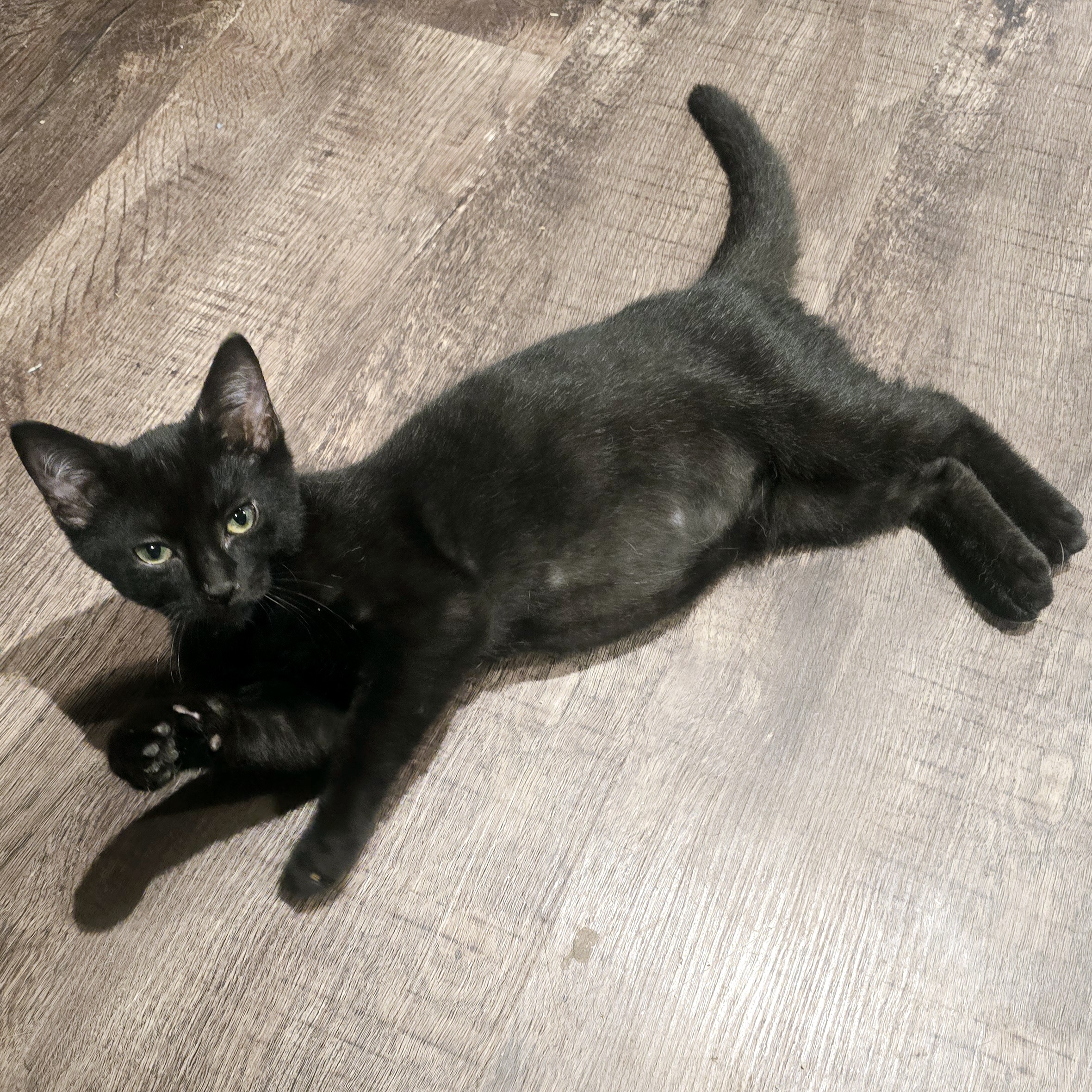 Enlarge Little B, a Adoptable Domestic Short Hair in Staten Island, NY image 2/4