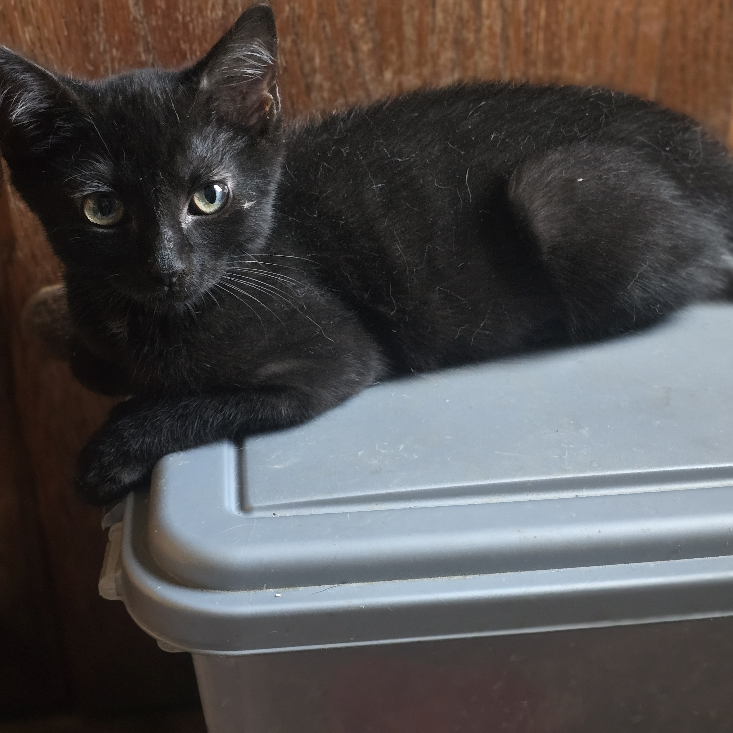 Enlarge Little B, a Adoptable Domestic Short Hair in Staten Island, NY image 3/4