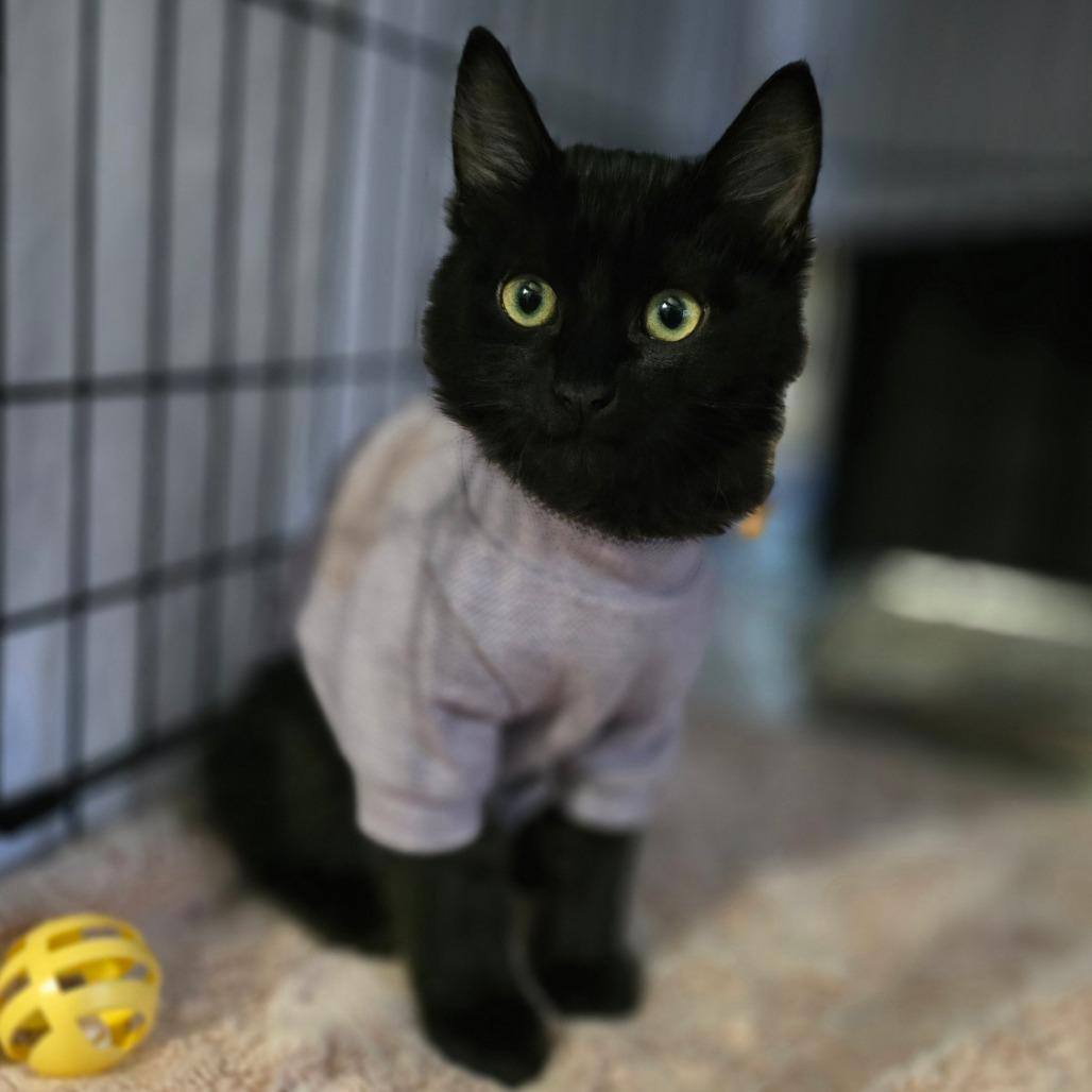 Ink Blot, Adoptable, Young Male Domestic Long Hair.