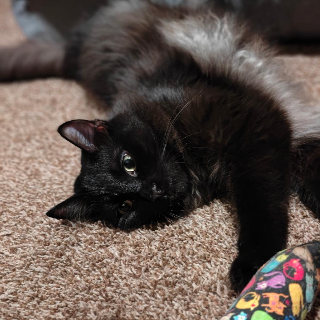 Enlarge Ink Blot, a Adoptable Domestic Long Hair in Jacksonville, OR image 3/4