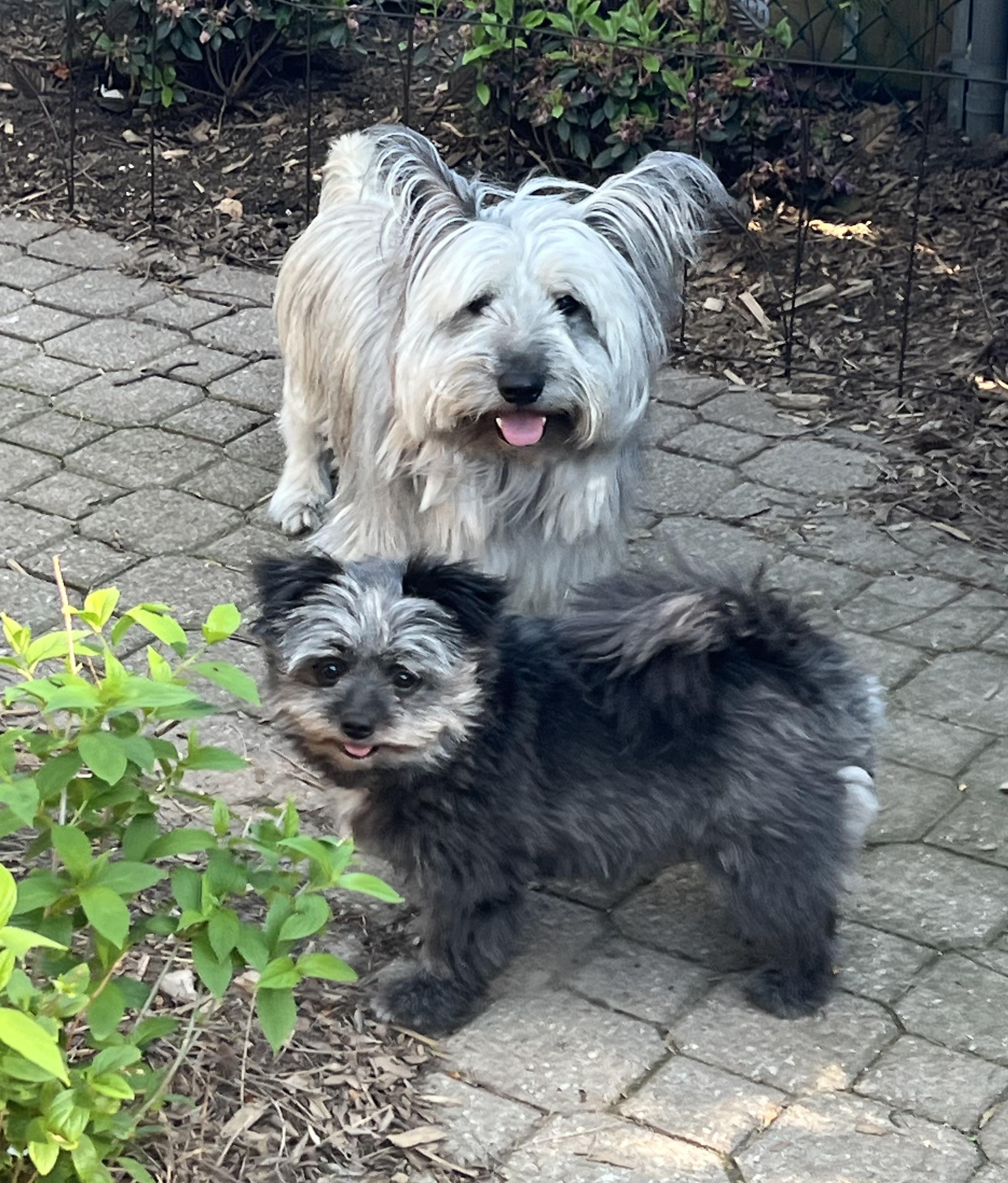Enlarge TOULOUSE - Skye Terrier, an adopted Skye Terrier in Etobicoke, ON image 5/6