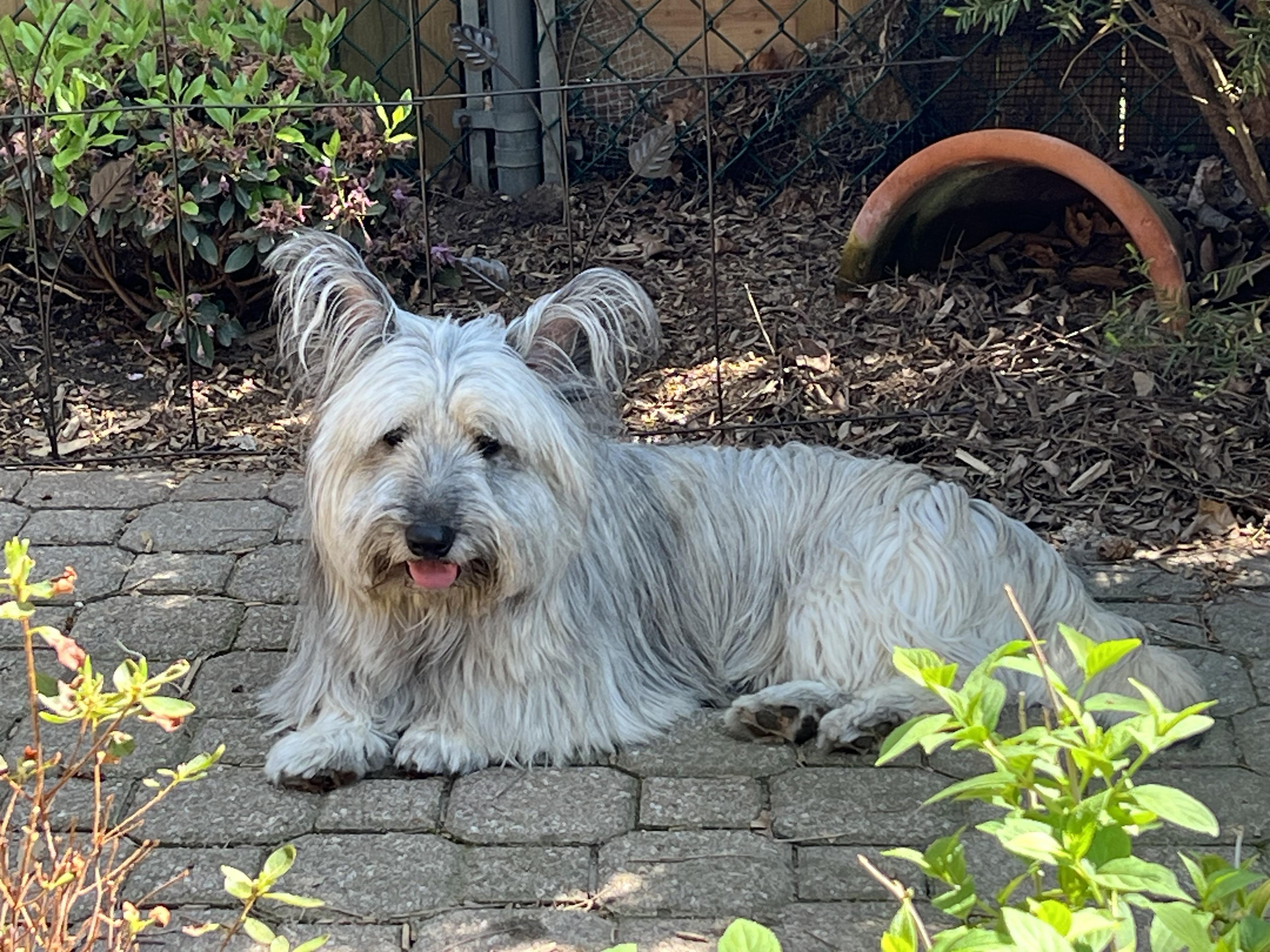 Enlarge TOULOUSE - Skye Terrier, an adopted Skye Terrier in Etobicoke, ON image 3/6