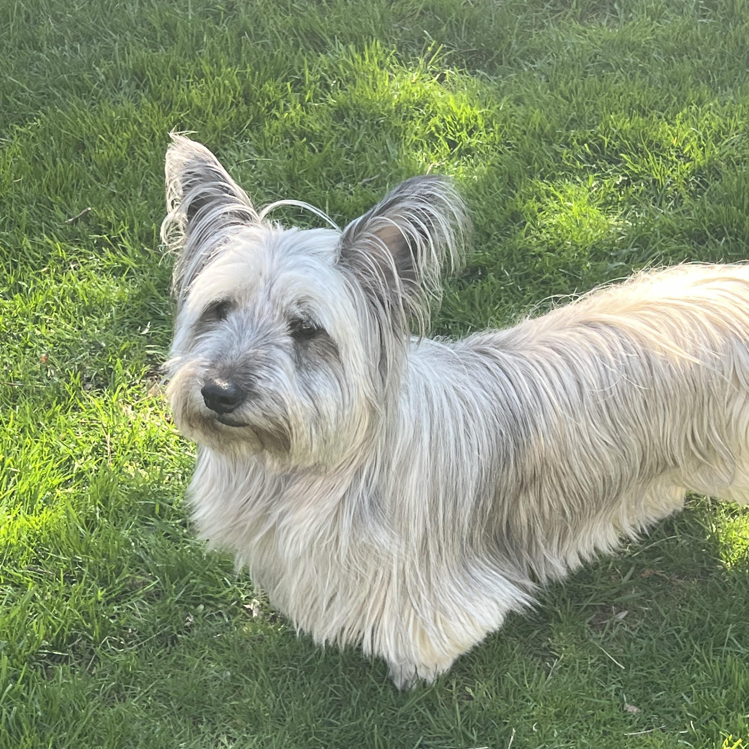 Enlarge TOULOUSE - Skye Terrier, an adopted Skye Terrier in Etobicoke, ON image 4/6