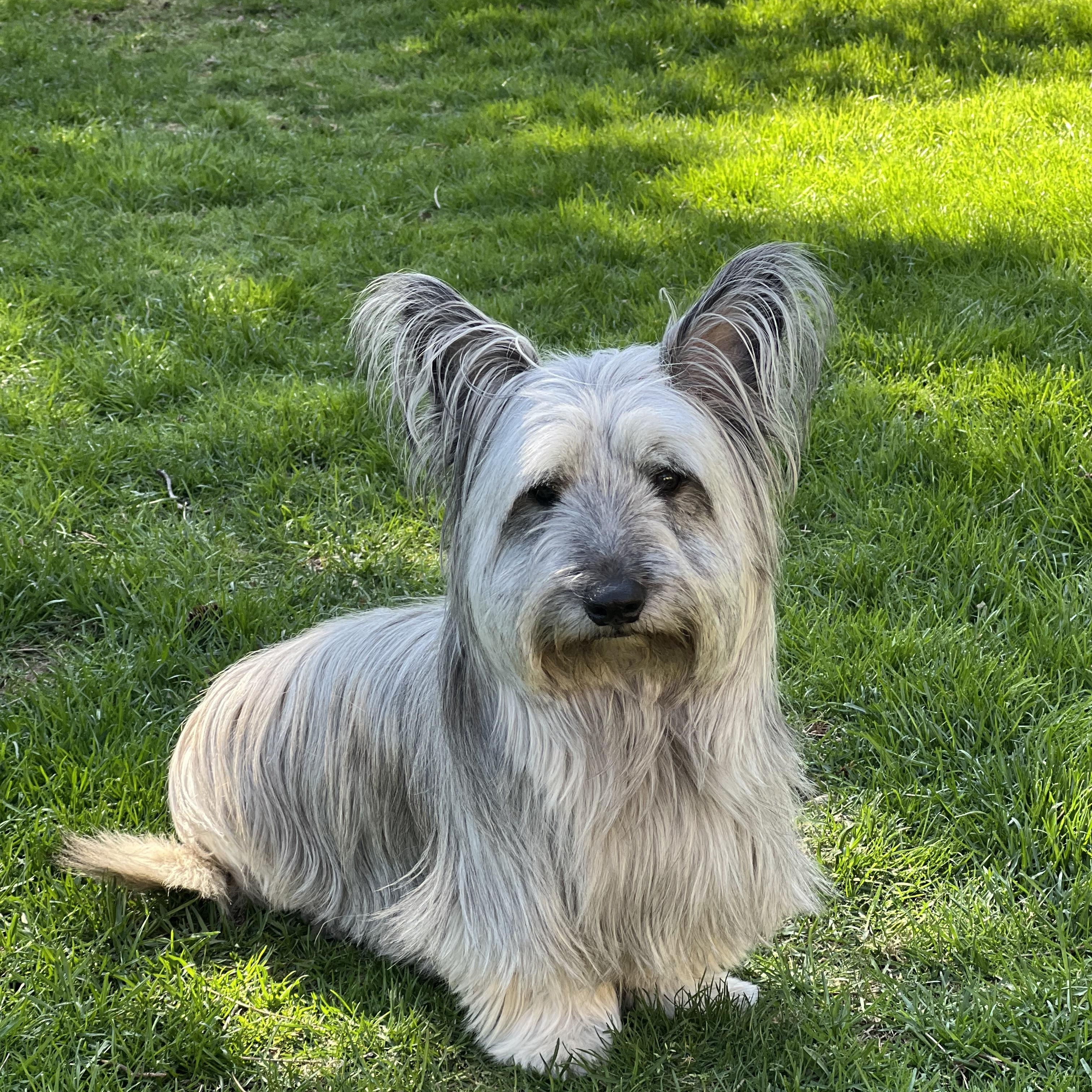 Enlarge TOULOUSE - Skye Terrier, an adopted Skye Terrier in Etobicoke, ON image 2/6