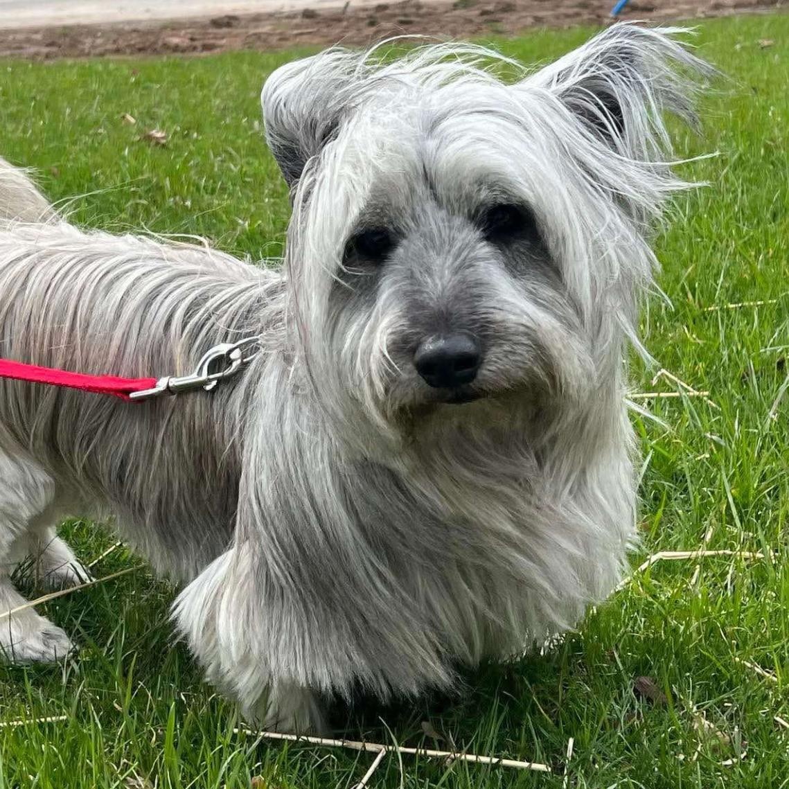 Enlarge TOULOUSE - Skye Terrier, an adopted Skye Terrier in Etobicoke, ON image 1/6