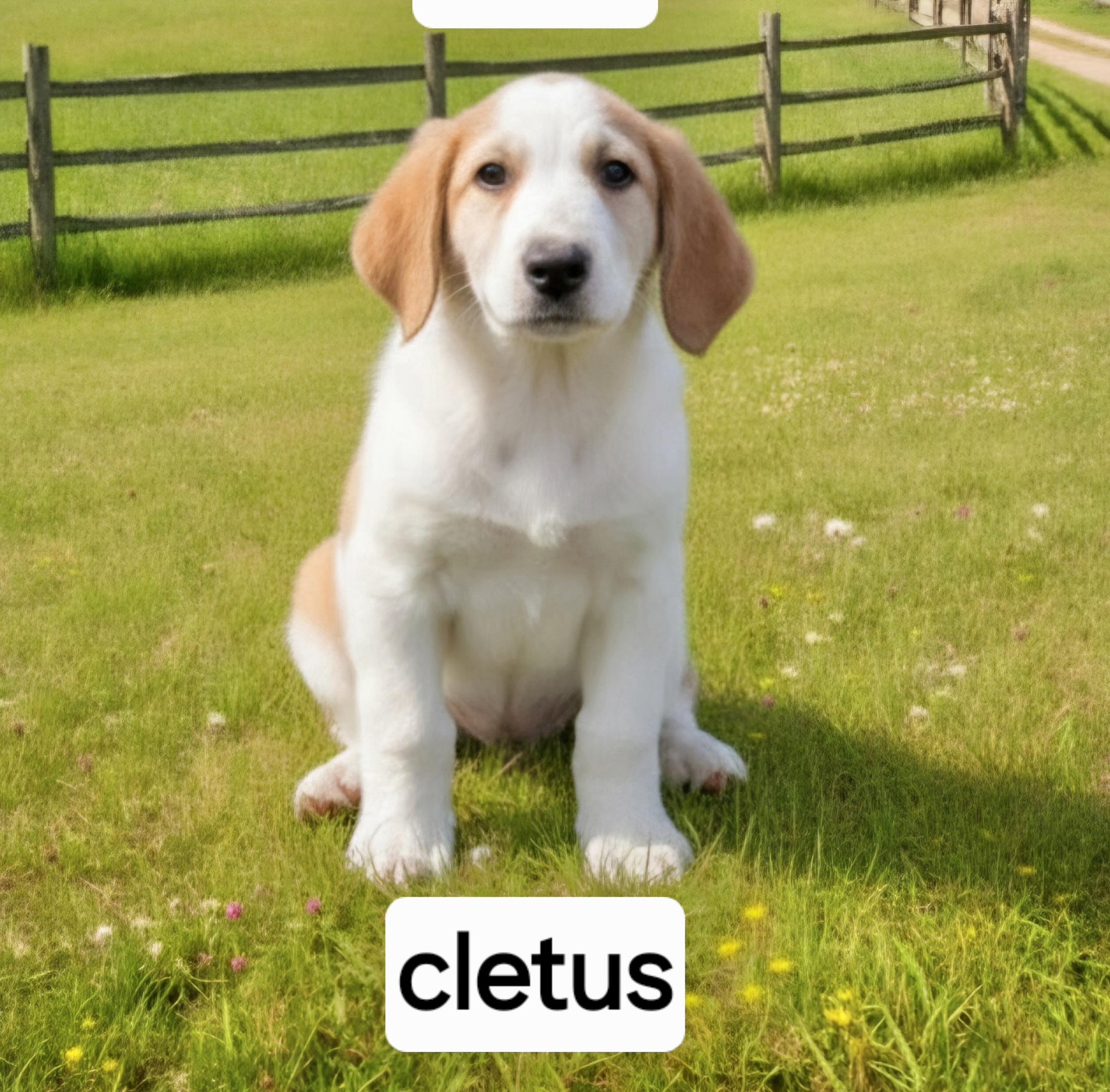 Cletus, Adopted, Puppy Female Great Dane.