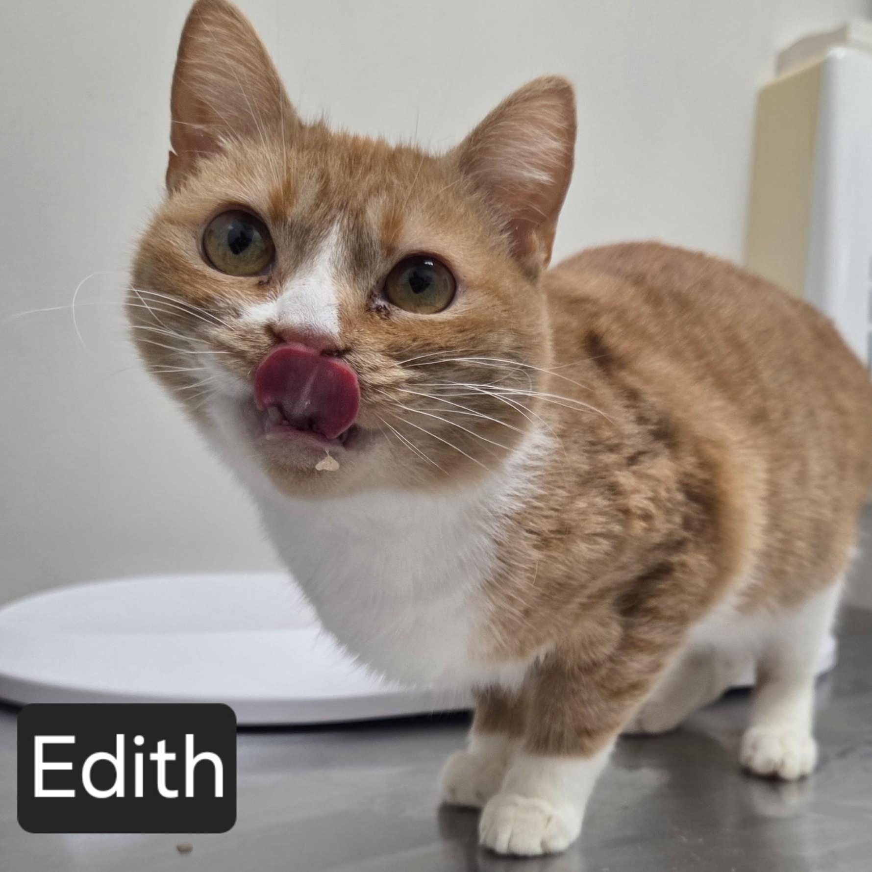 Enlarge Edith, an adopted Domestic Short Hair in SNOW HILL, NC image 1/1