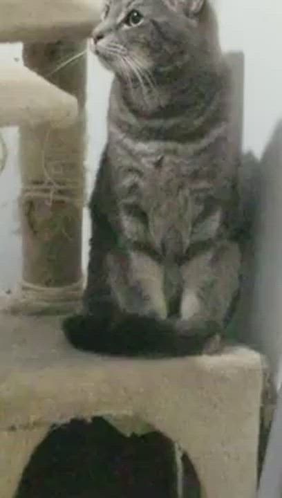 Enlarge JUNO, a Adoptable Domestic Short Hair in Brooklyn, NY video 4/7