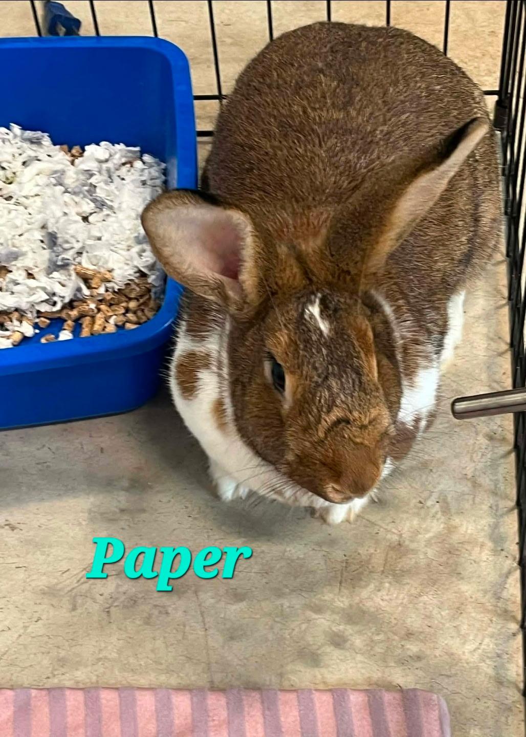 Enlarge Paper, a ADOPTABLE English Lop in Pottsville, PA image 1/1