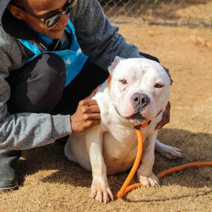 Tubby -IN FOSTER, Adoptable, Adult Female Mixed Breed & Mixed Breed.