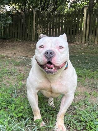 Tubby -IN FOSTER, a Adoptable Mixed Breed in Chamblee, GA image 2/3