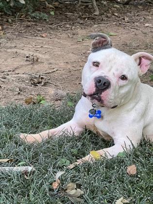 Tubby -IN FOSTER, a Adoptable Mixed Breed in Chamblee, GA image 3/3