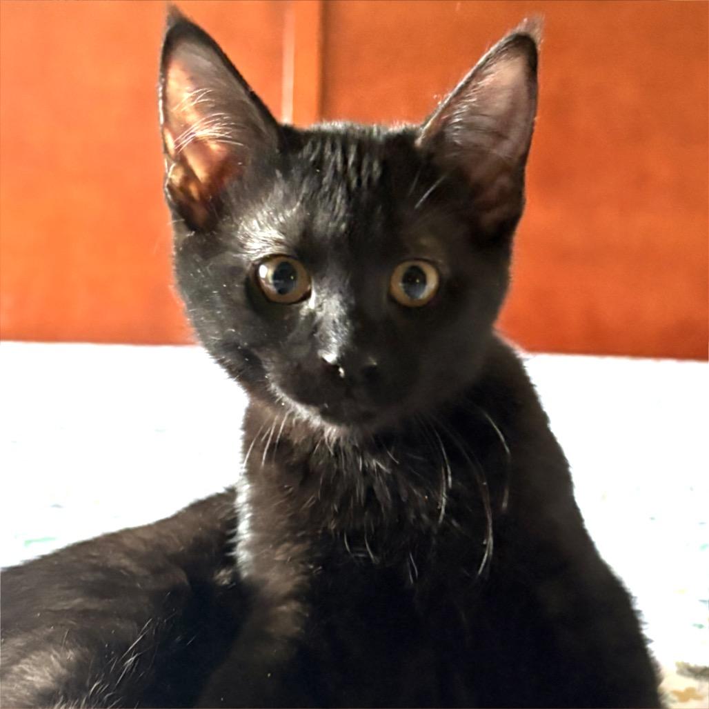 Enlarge Karma, a Adoptable Domestic Short Hair in Chaska, MN image 1/6