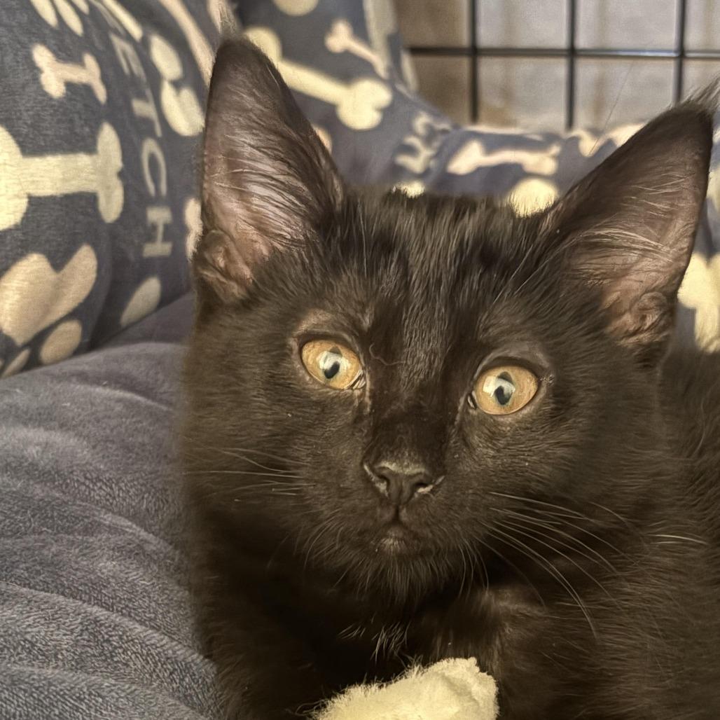 Enlarge Karma, a Adoptable Domestic Short Hair in Chaska, MN image 2/3