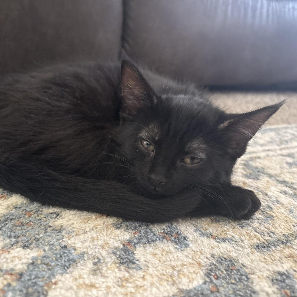 Enlarge Karma, a Adoptable Domestic Short Hair in Chaska, MN image 3/3