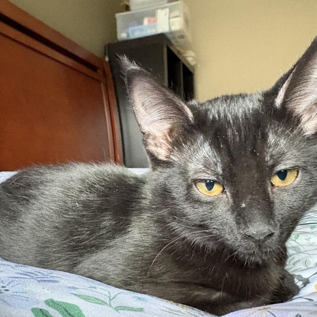 Enlarge Karma, a Adoptable Domestic Short Hair in Chaska, MN image 5/6