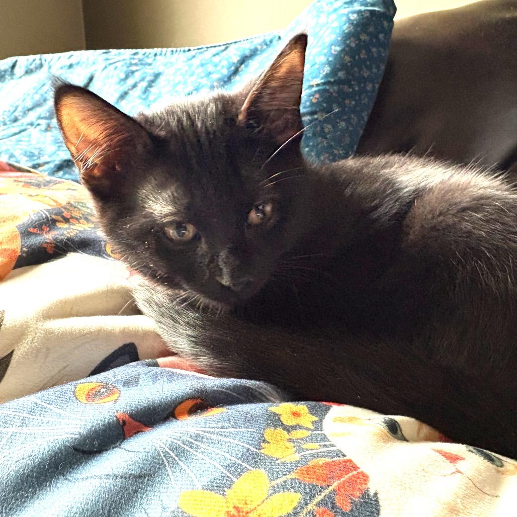 Enlarge Karma, a Adoptable Domestic Short Hair in Chaska, MN image 6/6