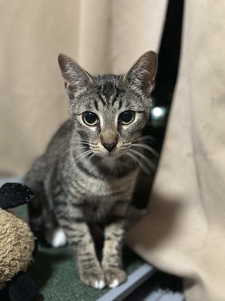 Enlarge Starburst (Starry), a Adoptable mixed breed in Lebanon, OR image 1/5