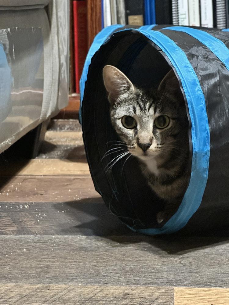 Enlarge Starburst (Starry), a Adoptable mixed breed in Lebanon, OR image 2/5