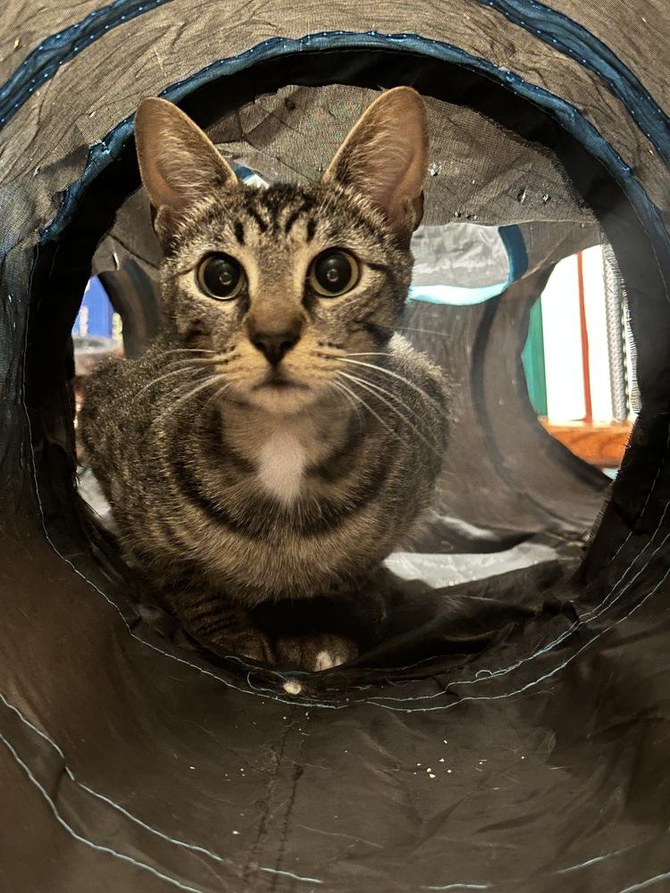 Enlarge Starburst (Starry), a Adoptable mixed breed in Lebanon, OR image 3/5