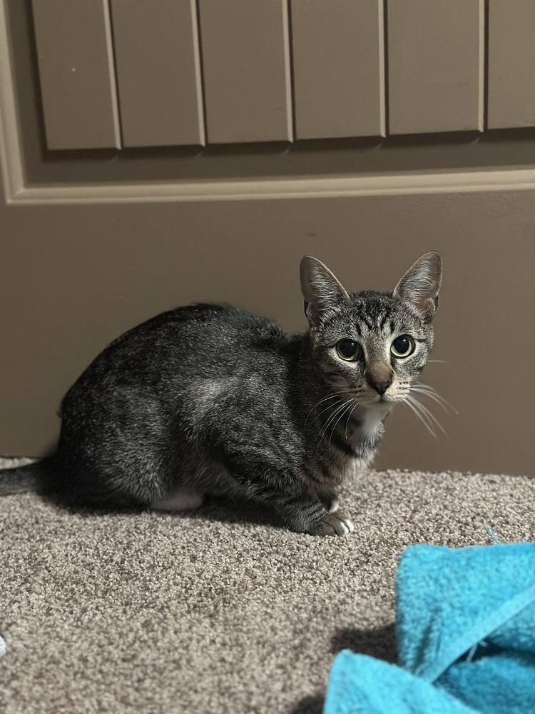 Enlarge Starburst (Starry), a Adoptable mixed breed in Lebanon, OR image 4/5