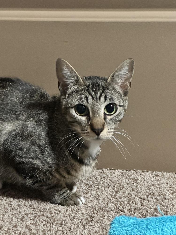 Enlarge Starburst (Starry), a Adoptable mixed breed in Lebanon, OR image 5/5